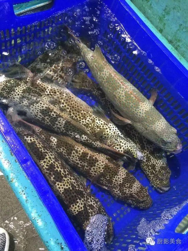 40头的花胶是几级 2025年花胶40头是什么意思?