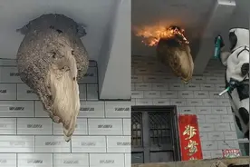 怪事！村民屋檐下连续5年出现20斤巨型蜂窝 大小和位置都相同图片