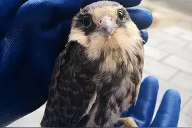 掏鸟被判10年半的大学生即将出狱，他到底掏了什么鸟，能值十年？图片