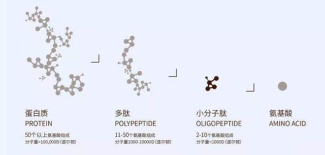 神奇的蛋白小肽