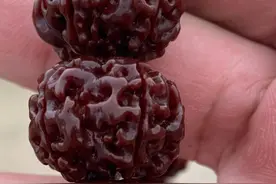 嘘！我才不会告诉你，金刚菩提上色，需要经历这5个阶段呢！图片