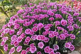 秋天用磷酸二氢钾催花，教你几个小技巧，猛长花芽开花旺图片