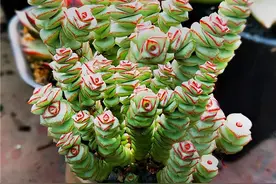 6种“聚财花”，家里养几盆，好看还招财，财运更亨通图片