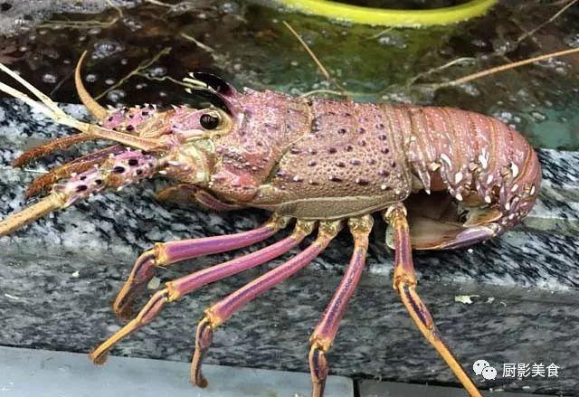 40头的花胶是几级 2025年花胶40头是什么意思?