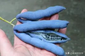 这种蓝色水果被称猫儿屎，国外人叫蓝色香肠果，原产于我国云贵川图片