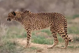 世界上奔跑最快的动物前十，前几名都可以上高速了图片