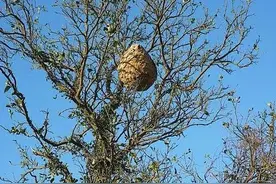 “严重不服！她被野蜂蛰死，凭啥要我赔26万？”且看法院如何判图片