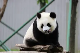盘点我国外租出去的大熊猫图片