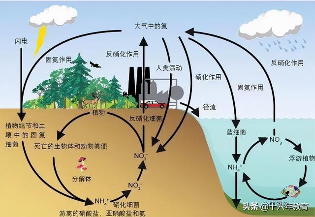 高中生物重要生化知识图解记忆（建议收藏）