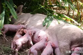猪奶，为什么没有人喝？难道不好喝？图片
