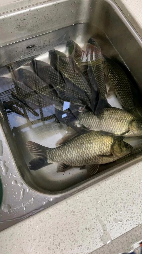 冬季野钓鲫鱼口轻,挡口解决办法,出口清晰有口就中鱼