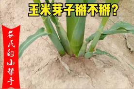 玉米芽子掰不掰？什么情况下会长侧芽？一文告诉你，为何不用掰？图片
