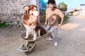 急！我妈骂我猫毛会吸肺里，我要咋回复？图片