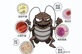 九成人都不明白“蟑螂克星”是啥？教你一招，蟑螂“自动消失”图片