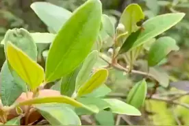 在南方都认识桃金娘吧，全身上下都是宝图片