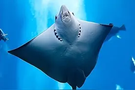 鳐鱼和蝠鲼的外形特征、生活习性、分布范围、药用价值以及区别图片