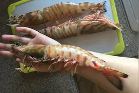 美国遭亚洲虎虾入侵！手臂粗的大虾泛滥，比亚洲鲤鱼还猖狂图片