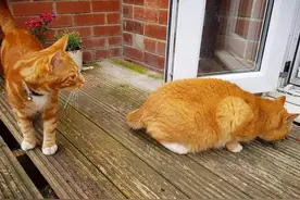 老辈人常说：家中来这“6种”动物，切记不能打，将它们赶走就行图片