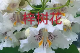 历史名树之“木中之王”一一梓树图片