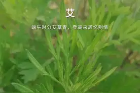 艾蒿和青蒿，分不清了，友友们认识吗？图片