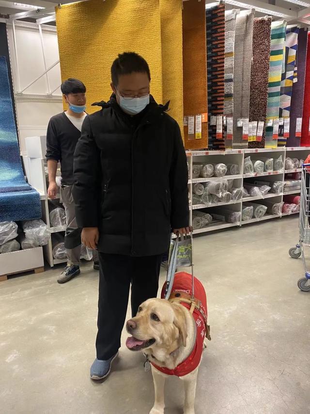 身价20万，导盲犬真的这么贵？