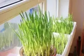 白露以后赶快种植蒜苗，阳台也可以盆栽，简单又丰产图片