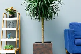 家里养一盆它，叶子像小瀑布，寓意好，长势旺，空气更清新图片