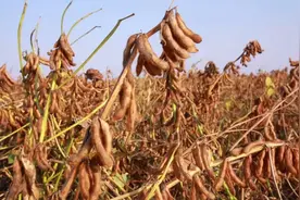 聚焦｜山东耐盐碱大豆突破性新品种培育项目首次成功揭榜图片