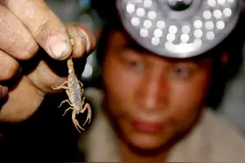 疯狂的蝎子：每年被吃掉100吨，闷声的产业背后究竟有何隐忧？图片