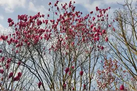 清镇樱花到底多久才开？戳↓↓↓图片
