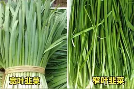 春天吃韭菜，分清“宽叶”和“细叶”，区别很大！弄懂再买不吃亏图片
