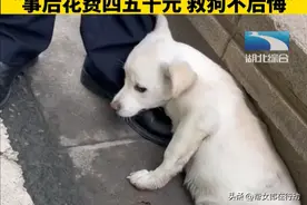 小狗被车撞后瘫坐在路边，女子救狗却被咬伤，花去医药费并表示不后悔图片
