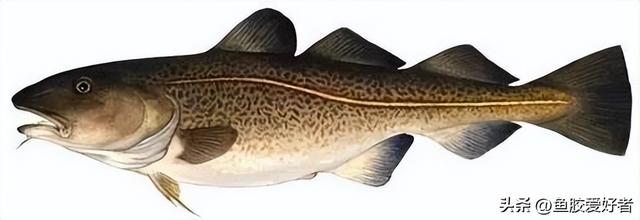 花胶筒和鳕鱼胶哪个好 花胶筒和鳕鱼胶哪个好一点