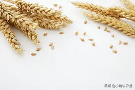 小麦白穗病，喷上这种药剂，2-3遍就可以有效防治图片