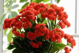 天暖和了，5种花不用买，剪根枝条就能插活图片