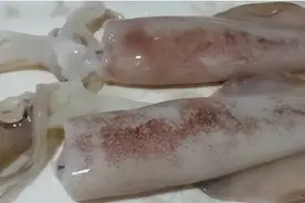 广西北海出现大量鱿鱼，当地居民捞都捞不完，为什么会这样？图片