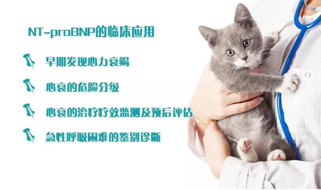 从“心”开始，犬猫NT-proBNP到底怎么用？
