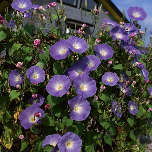 女神植物头像大全(植物头像图片大全 高雅)-措必培