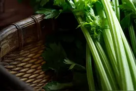 本芹、西芹、根芹都是旱芹，根芹吃的是根茎，本芹、西芹只吃叶图片