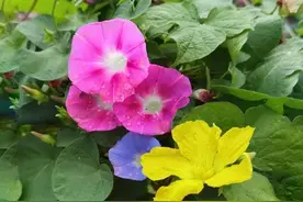 记忆背诵90图片