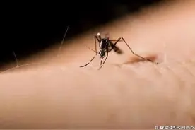 1岁娃被蚊子叮成“大耳朵图图”，遭蚊子叮咬后第一时间怎么做？图片