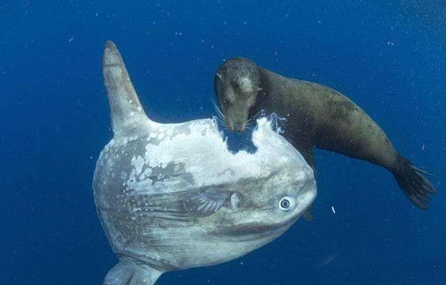 体型巨大,又容易捕捉的翻车鱼,人类为啥对其嗤之以鼻,不吃它呢