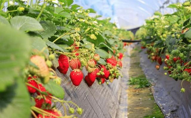 鏄椂鍊欎簡锛侀噾灞扁€滄按鏋滄潙鈥濈殑鑽夎帗锛岀瓑浣犳潵鎽樷啋