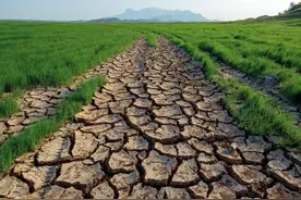 干旱、成本上涨、人工难请，种粮难保收益，以后谁来种地？图片