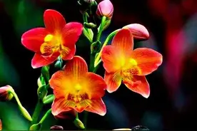 胡姬花～新加坡国花图片