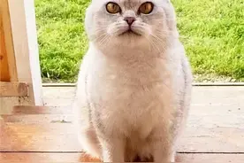 猫咪若给你碰这些东西，说明它把你当作“亲人”图片
