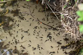 捕捉121只癞蛤蟆被捕！蟾蜍也是保护动物？身上一部位万元一斤图片