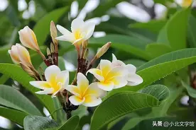 一个女人，是不是“富贵命”，看她的脸就知道了图片