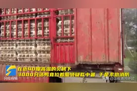 消防员救中暑家禽，诠释“分外事”也是“分内事”图片