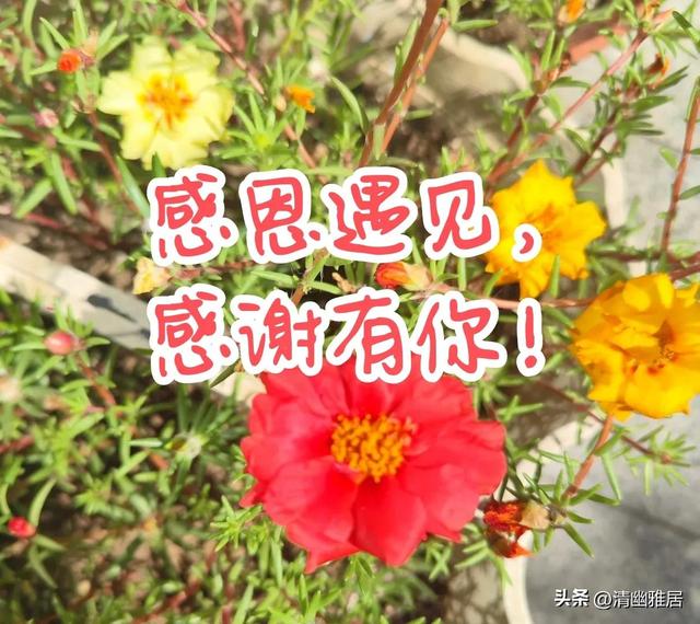 早安,晨语:感恩遇见,感谢有你